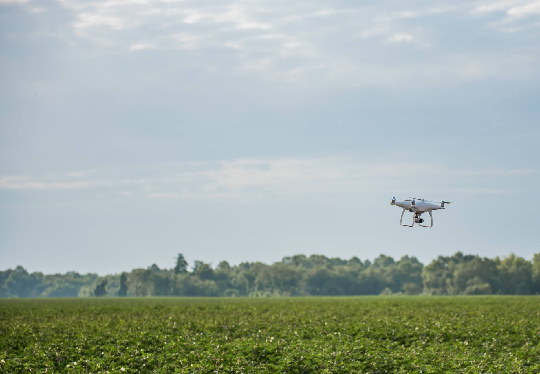 Drone flies over crops in a field